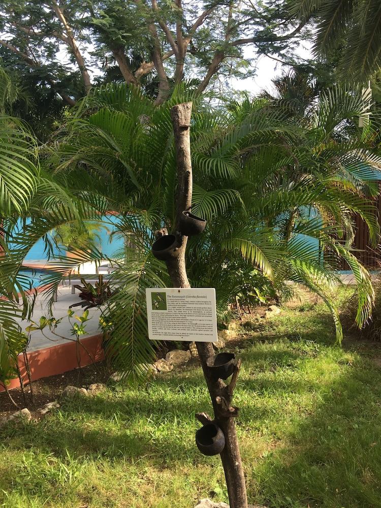 Buccaneer Beach Club Dickenson Bay Exteriér fotografie